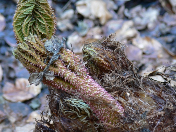 Bois des Moutiers (90) mars 2012